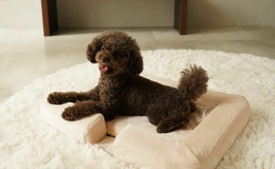 Recovery Sleep　ペットベッド