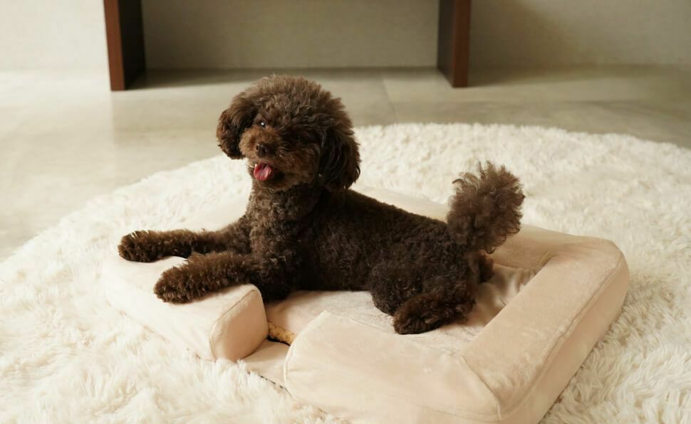 Recovery Sleep　ペットベッド